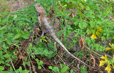 Fauna de las isla de Sri Lanka, lagartos