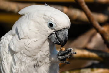 Umbrella Cockatoo Feeding on a Monkey Nut