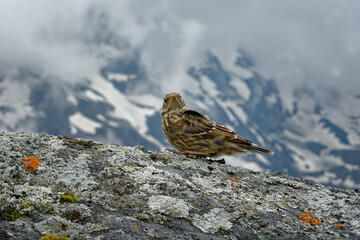 Alpine Accentor - Prunella collaris sitting and watching to the mountain valley in Alps.