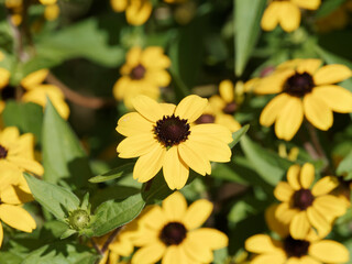 Gros plan sur fleurs de rudbeckia triloba ou rudbéckie à trois lobes aux pétales jaune or autour d'un coeur brun foncé