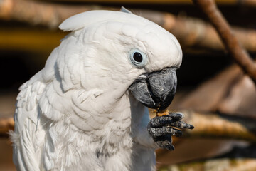 Umbrella Cockatoo Feeding on a Monkey Nut