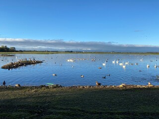 Whooper Swans, Geese and Ducks at Martin Mere Nature Reserve