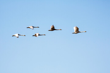 Korean winter migratory birds
