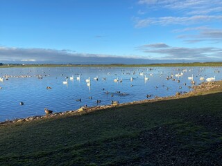 Whooper Swans, Geese and Ducks at Martin Mere Nature Reserve