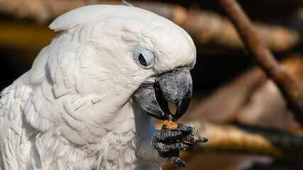 Umbrella Cockatoo Feeding on a Monkey Nut