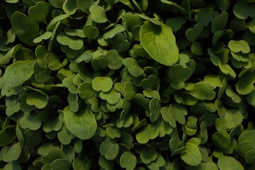 green leaves background