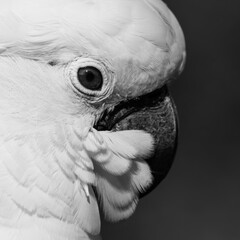 Black and WhiteUmbrella Cockatoo Close Up Portrait