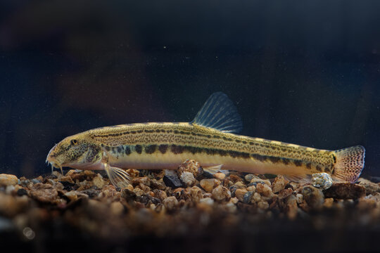 Bulgarian spined loach - Cobitis strumicae species of ray-finned fresh water fish in the family Cobitidae. It is found in Bulgaria and Greece