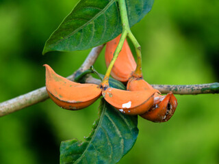 Orange color seeds of Tabernaemontana alternifolia tree in the Apocynaceae family