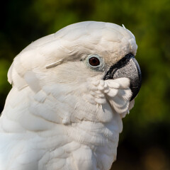 Umbrella Cockatoo Close Up Portrait