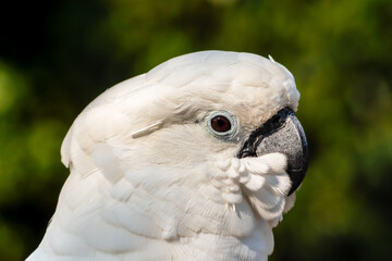 Umbrella Cockatoo Close Up Portrait