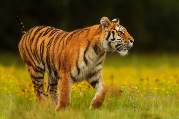 Siberian tiger Panthera tigris tigris is clouse up