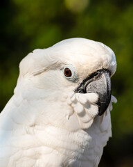 Umbrella Cockatoo Close Up Portrait