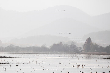 Korean winter migratory birds
