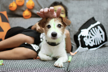 Funny jack russell dog celebrating halloween with a hairy diy dig playing with its kid owner on...