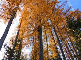 Lärchen in herbstlichen Farben im Sonnenlicht und mit blauem Himmel