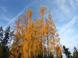 Lärchen mit herbstlich gefärbten Nadeln und blauem Himmel