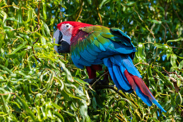 Red and Green Macaw Perched in a Tree