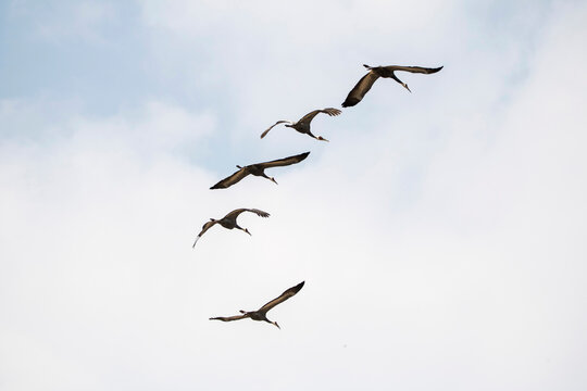 Korean winter migratory birds
