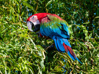 Red and Green Macaw Perched in a Tree
