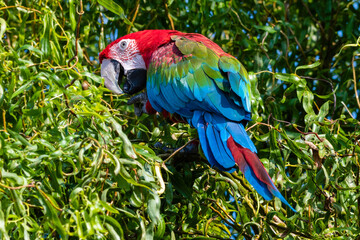 Red and Green Macaw Perched in a Tree
