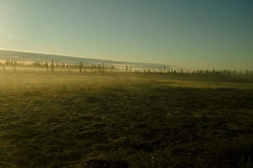 Morning fog in the wetland