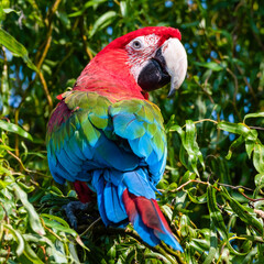 Red and Green Macaw Perched in a Tree