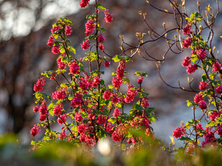 Blühende Beeren
