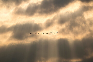 Korean winter migratory birds
