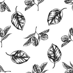 Seamless pattern with black and white ficus