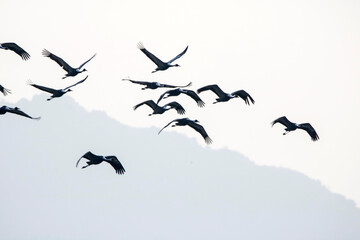 Korean winter migratory birds
