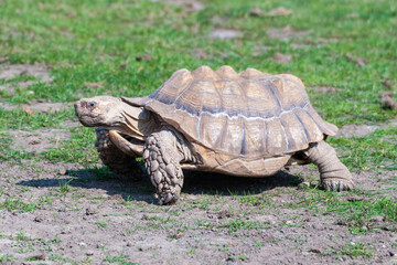 Obraz premium Giant Tortoise Walking on Grass