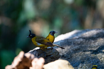 Black - headed Bulbul