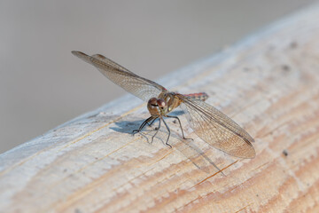 Globe Skimmer Dragonfly Resting on a Wooden Fence