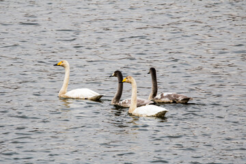 Korean winter migratory birds
