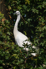 Little Egret Perched in a Tree