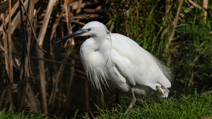Little Egret Wading in Water Looking for Food