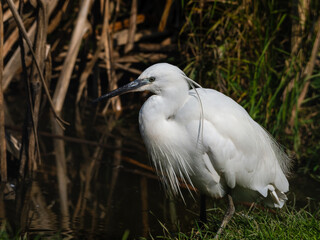 Little Egret Wading in Water Looking for Food