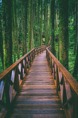 Fototapeta premium A peaceful walk through Alishan National Scenic Area in the beautiful mountains of Taiwan!