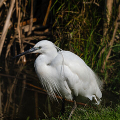 Little Egret Wading in Water Looking for Food
