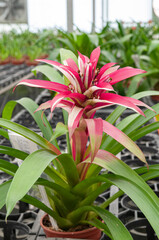 bromeliad