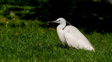 Little Egret Sitting on Grass
