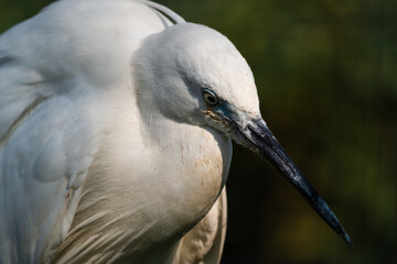 Little Egret Close Up Portrait