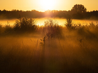 Morgensonne im Moor