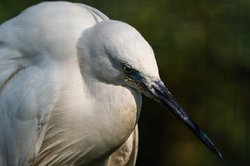 Little Egret Close Up Portrait