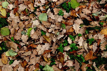 autumn leaves background