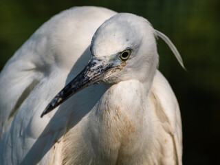 Little Egret Close Up Portrait