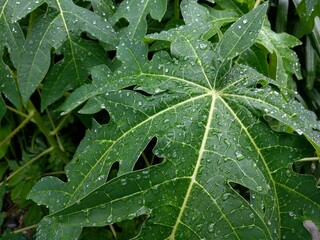 close-up view of some green leaves with raindrops in a garden