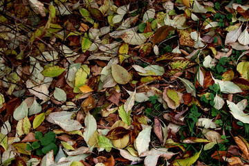 autumn leaves background