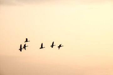 Obraz premium Korean winter migratory birds 